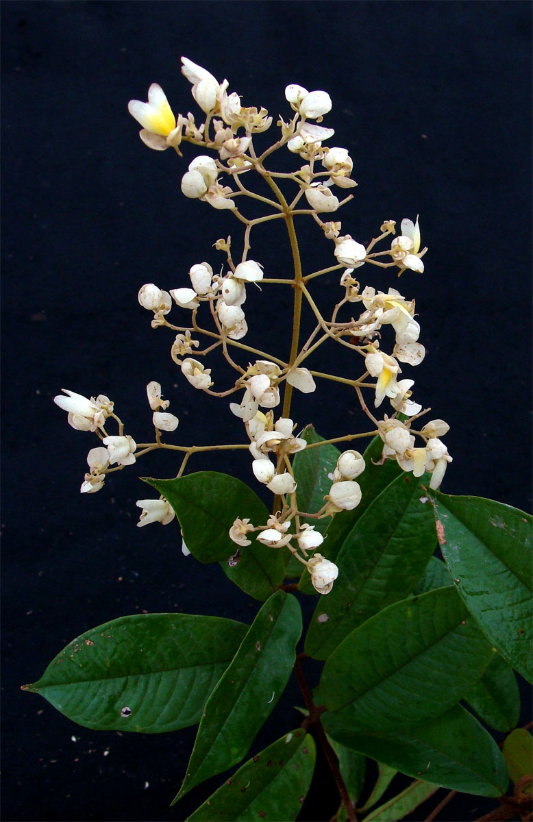 Vochysiaceae Erisma floribundum