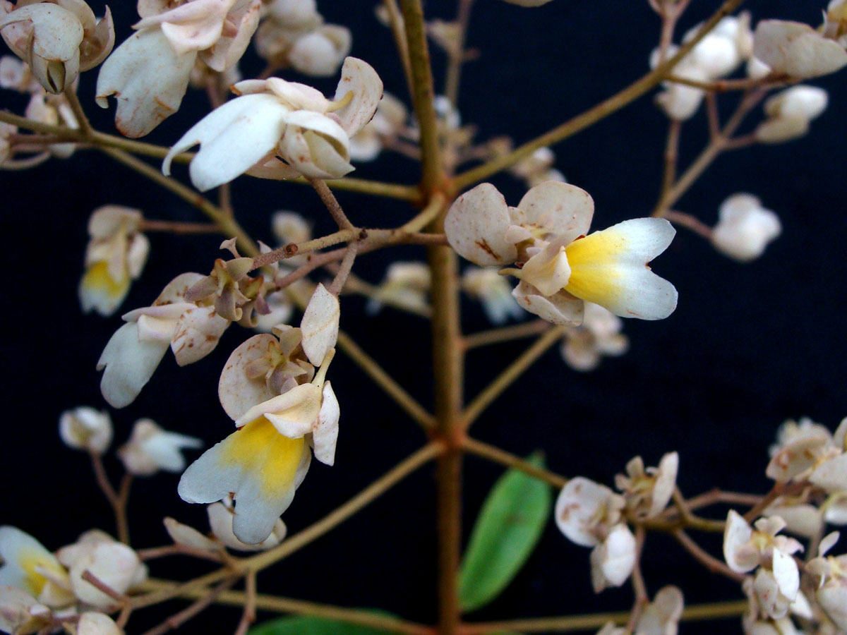 Vochysiaceae Erisma floribundum