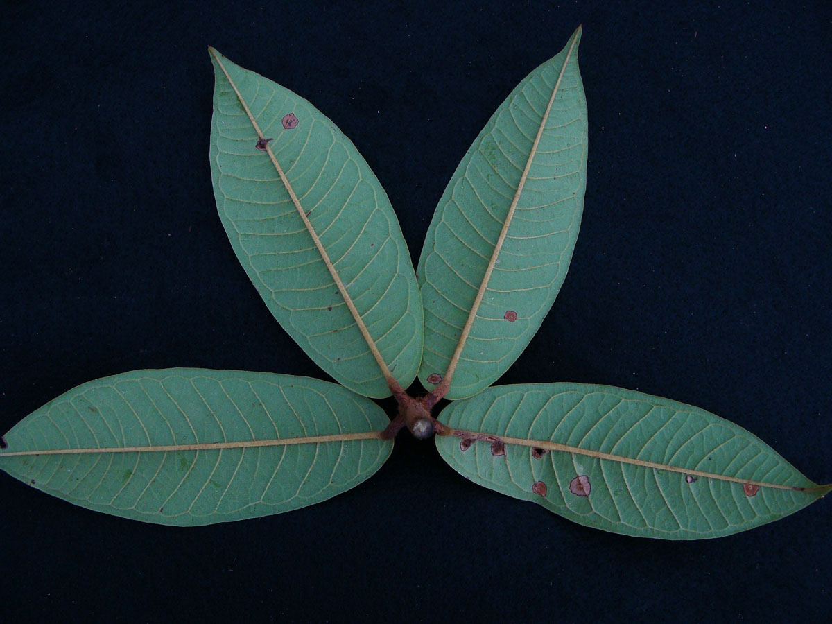 Vochysiaceae Erisma floribundum