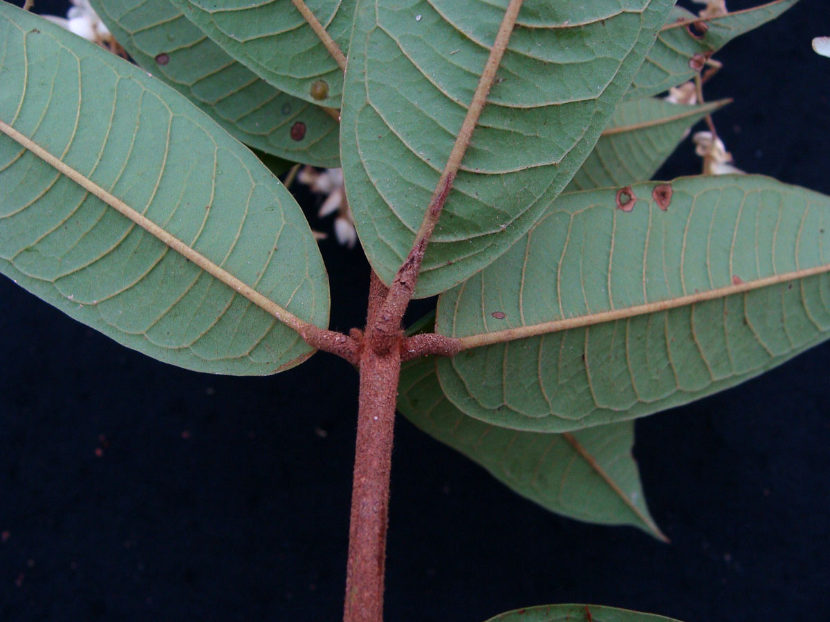 Vochysiaceae Erisma floribundum