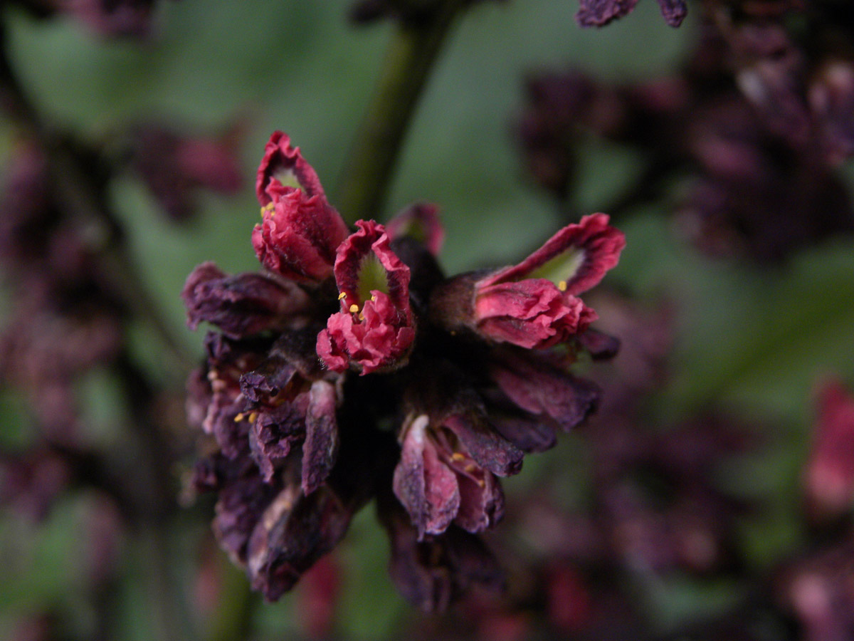 Fabaceae Luetzelburgia guaissara