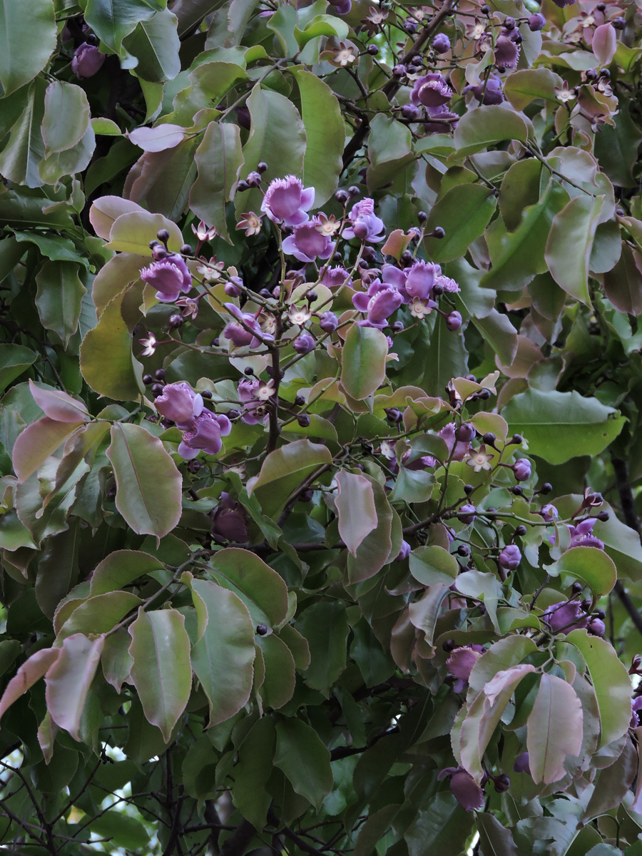 Lecythidaceae Lecythis pisonis