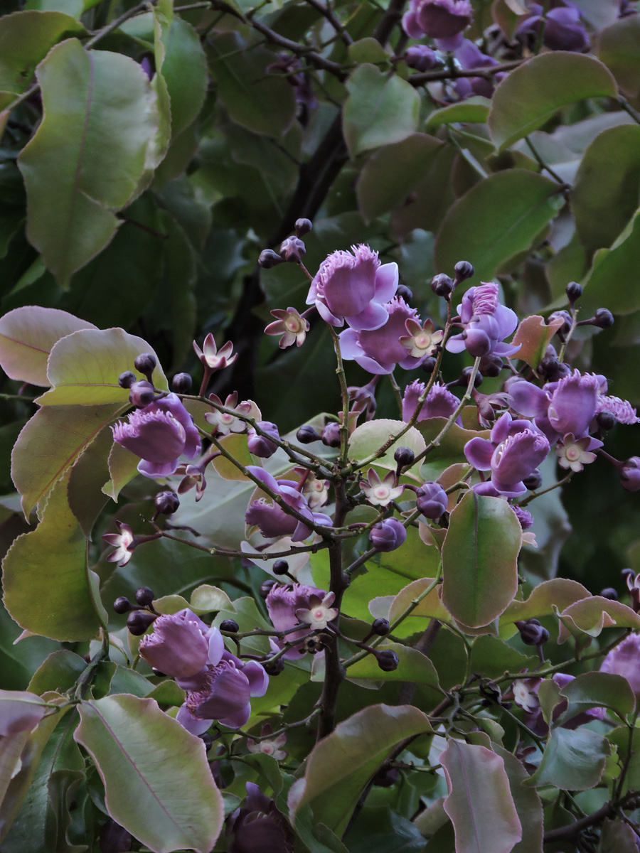 Lecythidaceae Lecythis pisonis