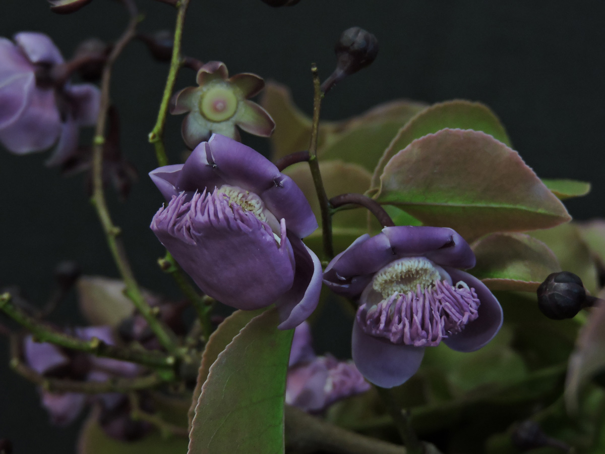 Lecythidaceae Lecythis pisonis