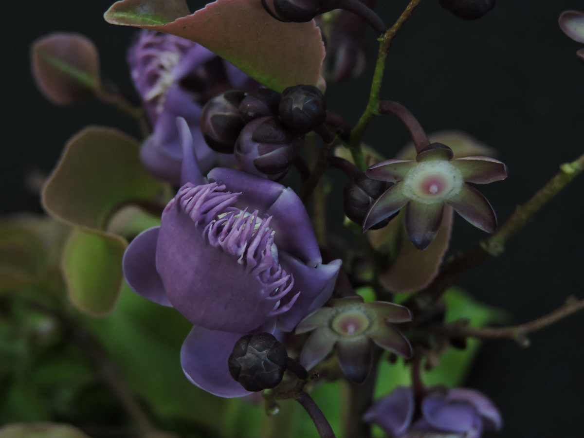 Lecythidaceae Lecythis pisonis