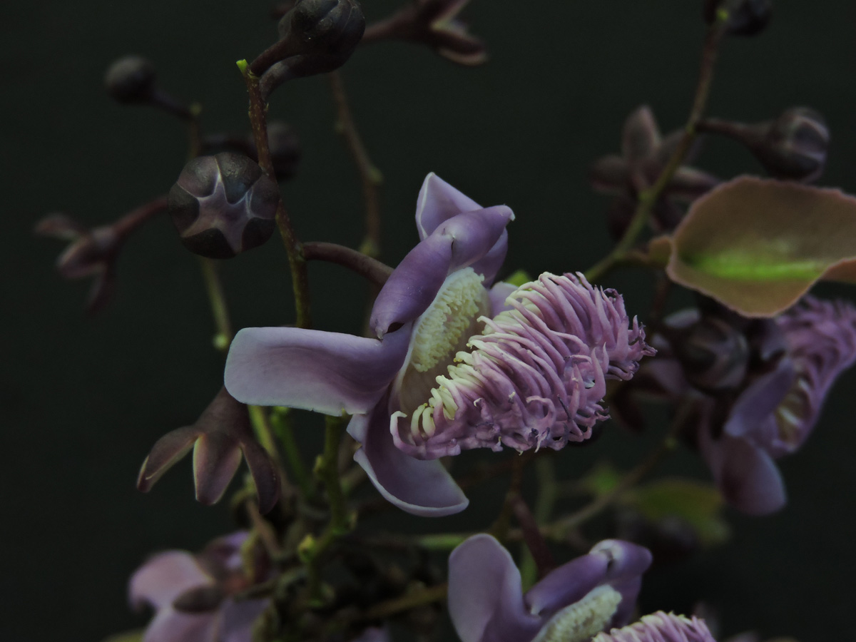 Lecythidaceae Lecythis pisonis