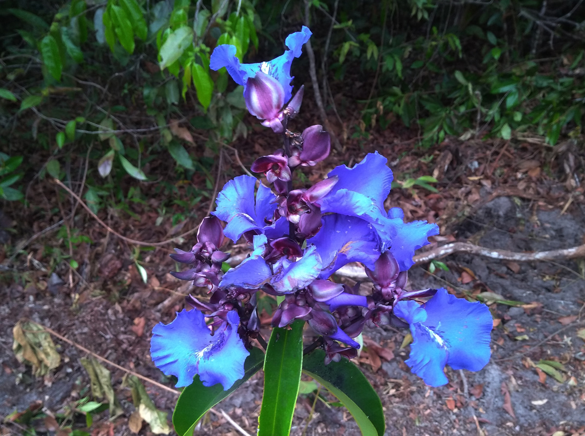 Vochysiaceae Qualea ingens