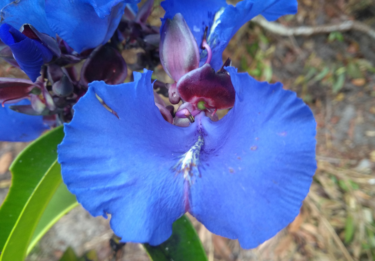 Vochysiaceae Qualea ingens