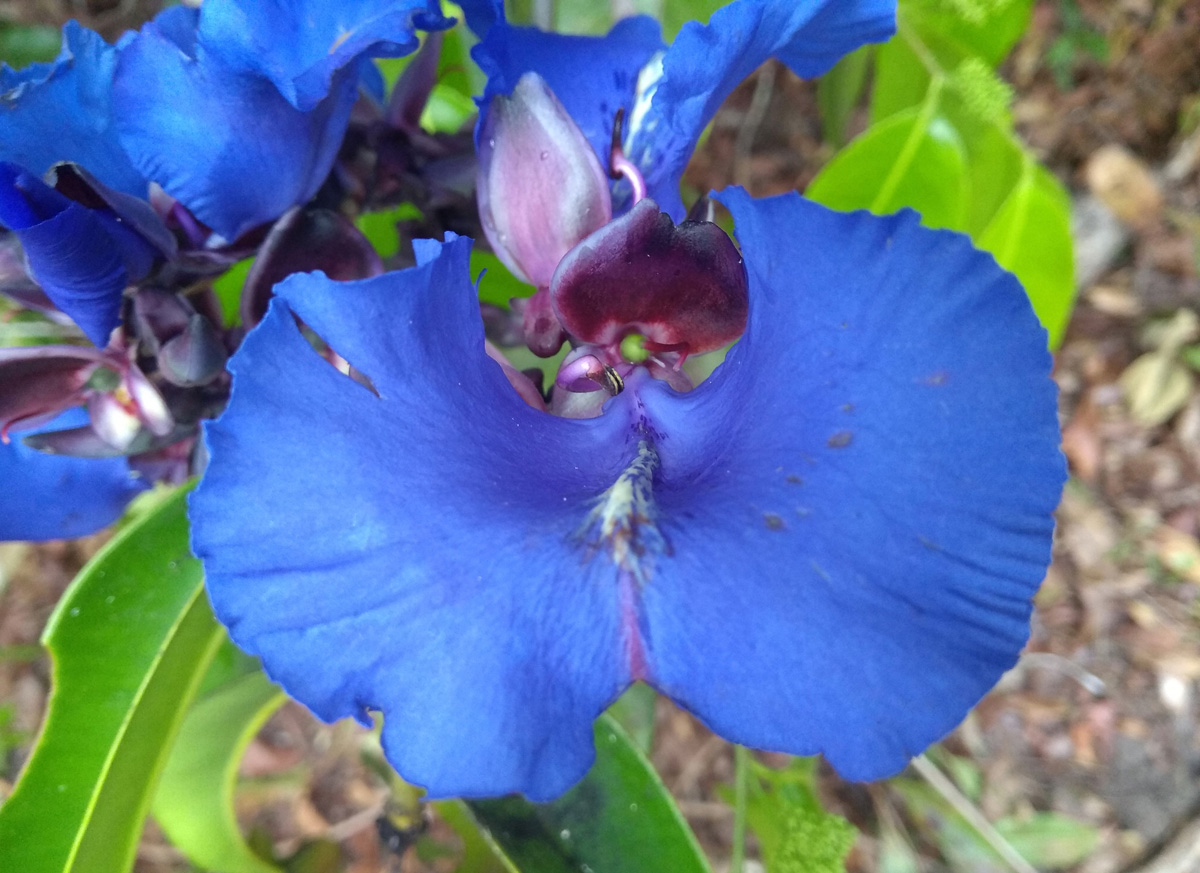 Vochysiaceae Qualea ingens