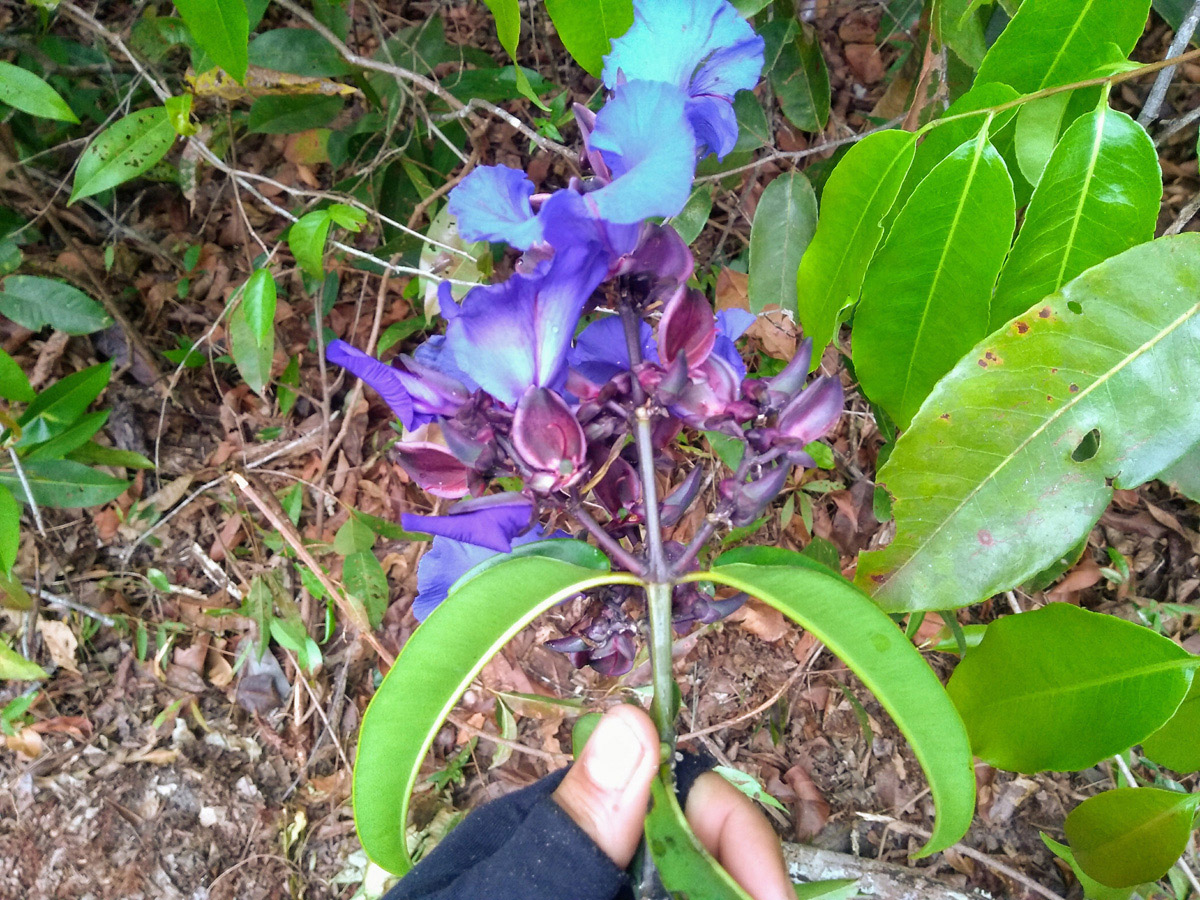 Vochysiaceae Qualea ingens