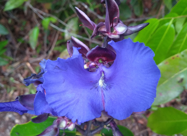 Vochysiaceae Qualea ingens