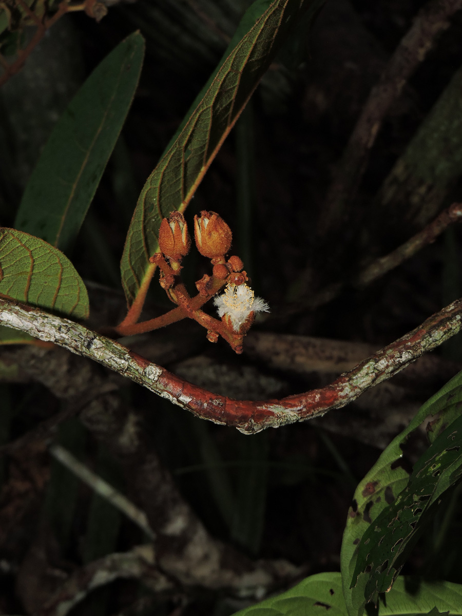 Hypericaceae Vismia sandwithii