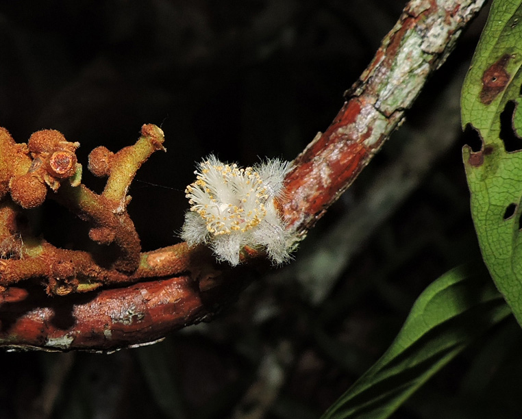 Hypericaceae Vismia sandwithii