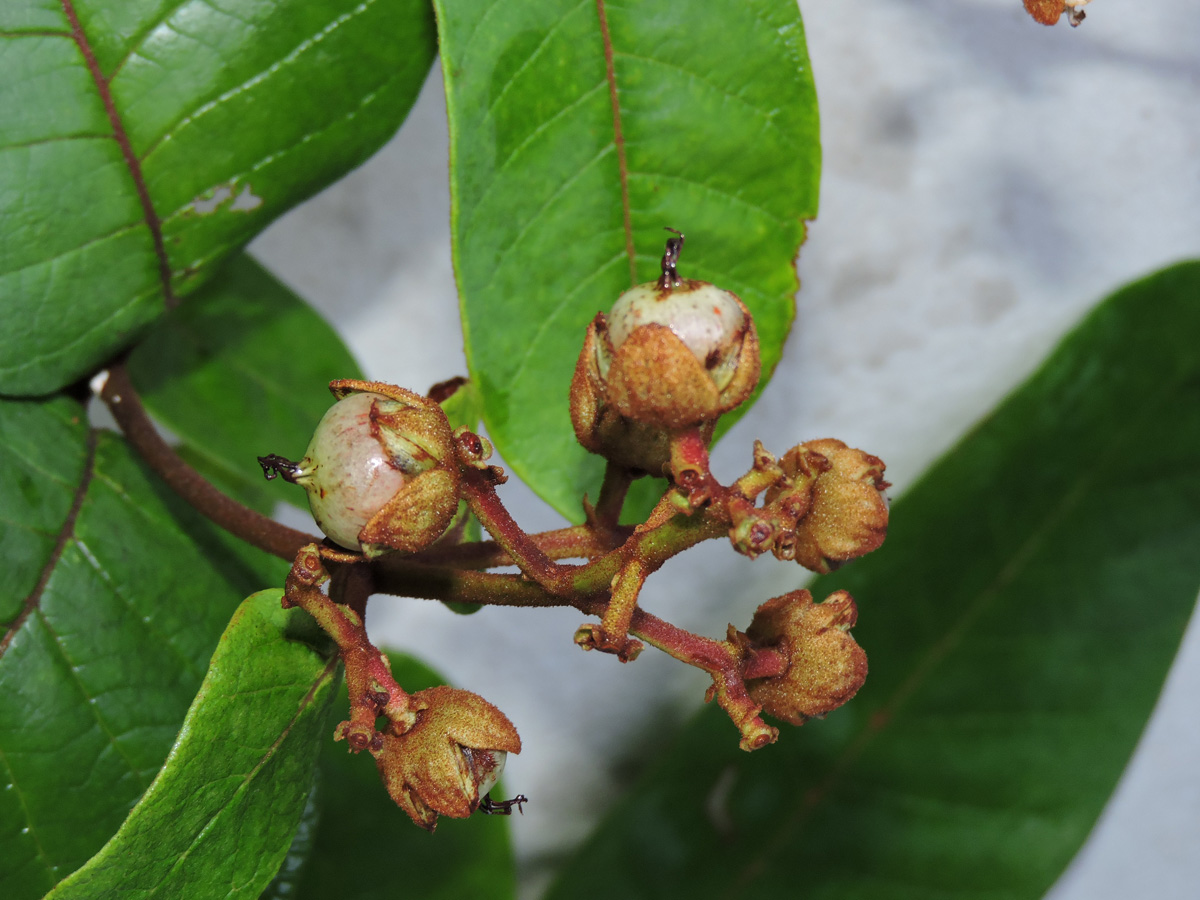 Hypericaceae Vismia sandwithii