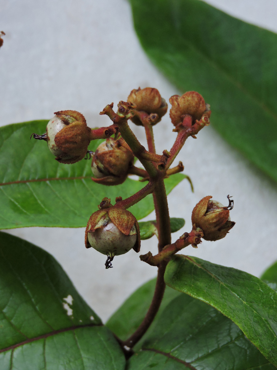 Hypericaceae Vismia sandwithii