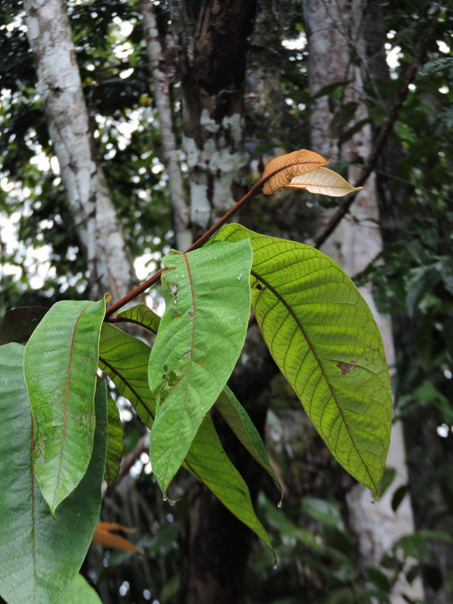 Hypericaceae Vismia sandwithii