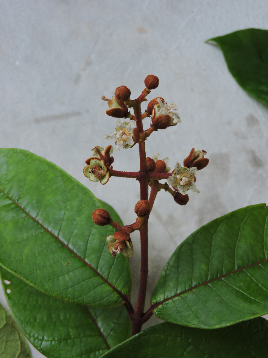 Hypericaceae Vismia sandwithii
