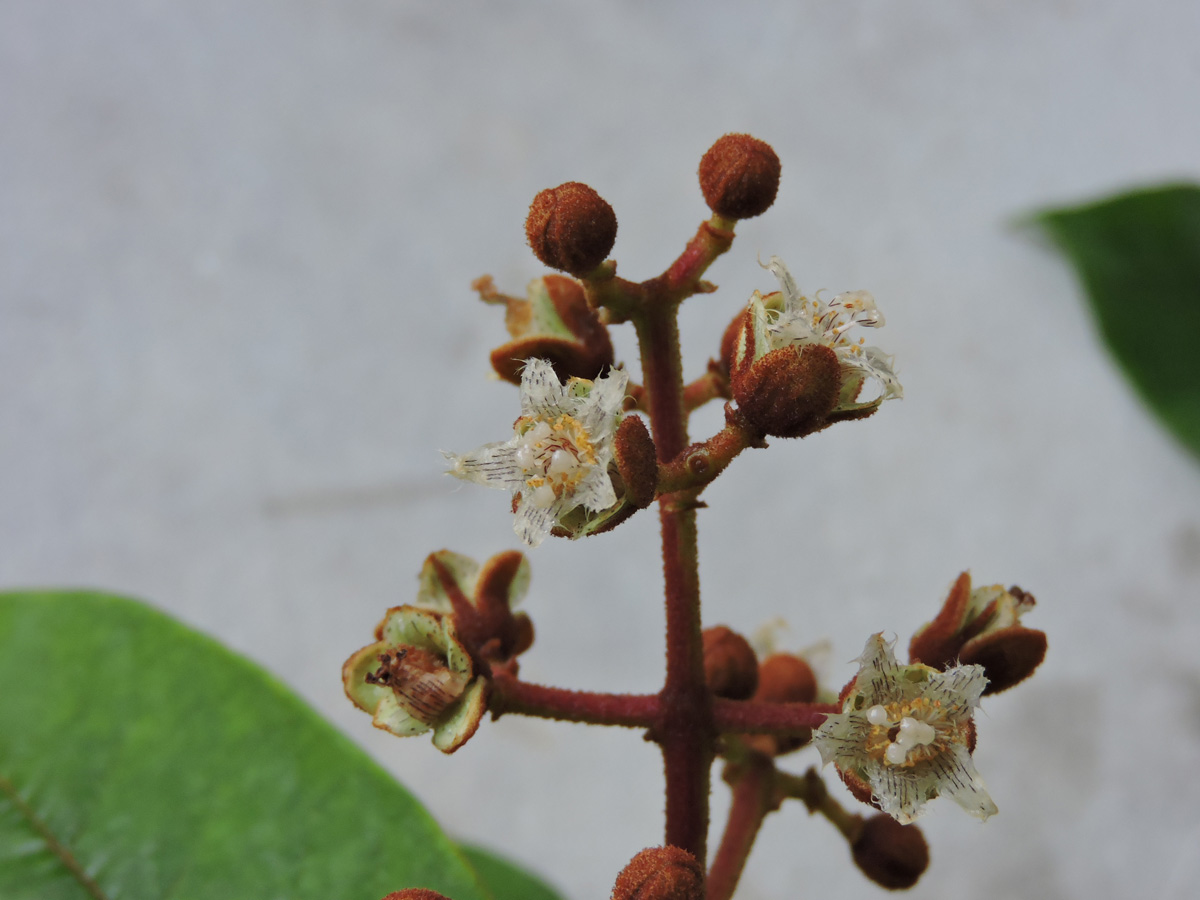 Hypericaceae Vismia sandwithii