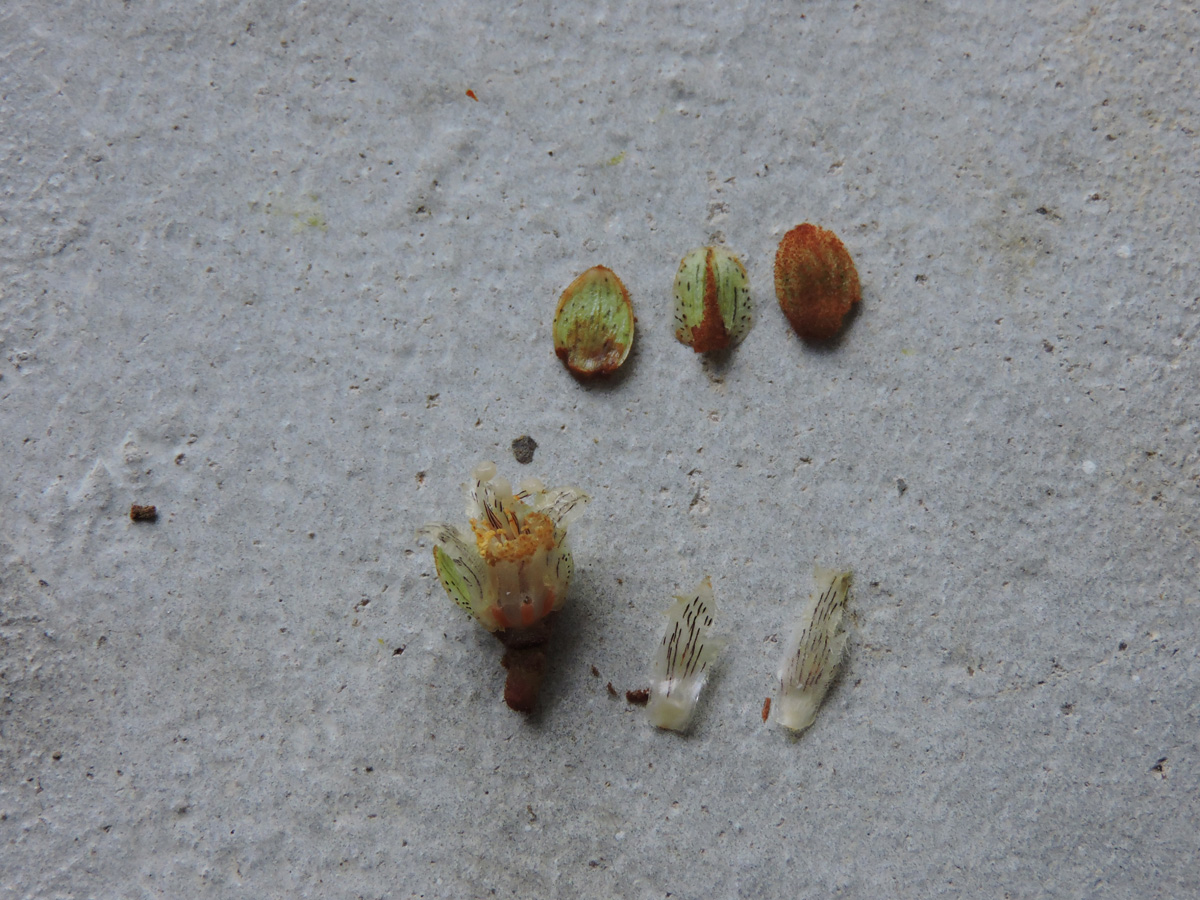 Hypericaceae Vismia sandwithii