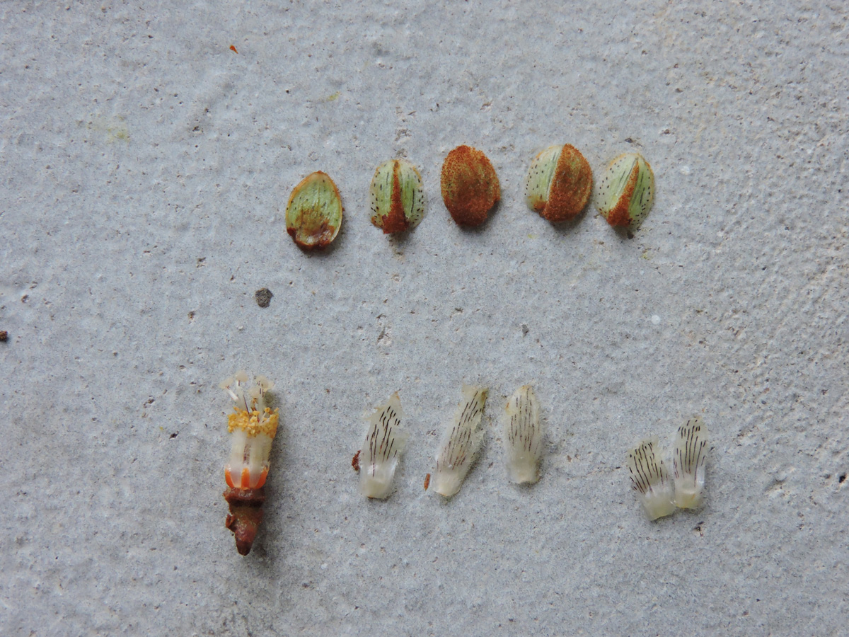 Hypericaceae Vismia sandwithii