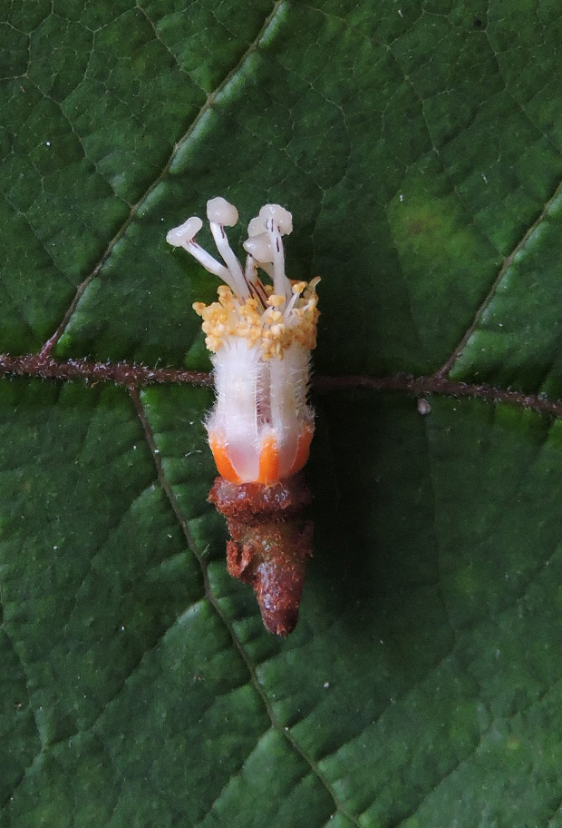 Hypericaceae Vismia sandwithii