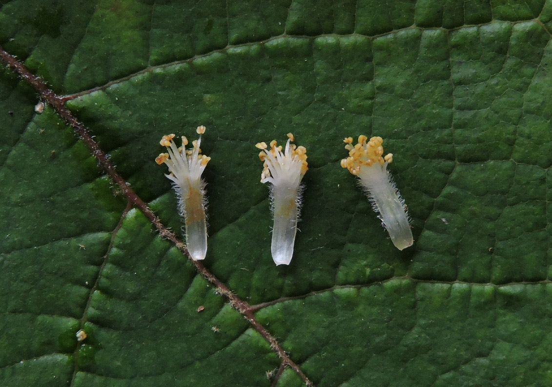 Hypericaceae Vismia sandwithii