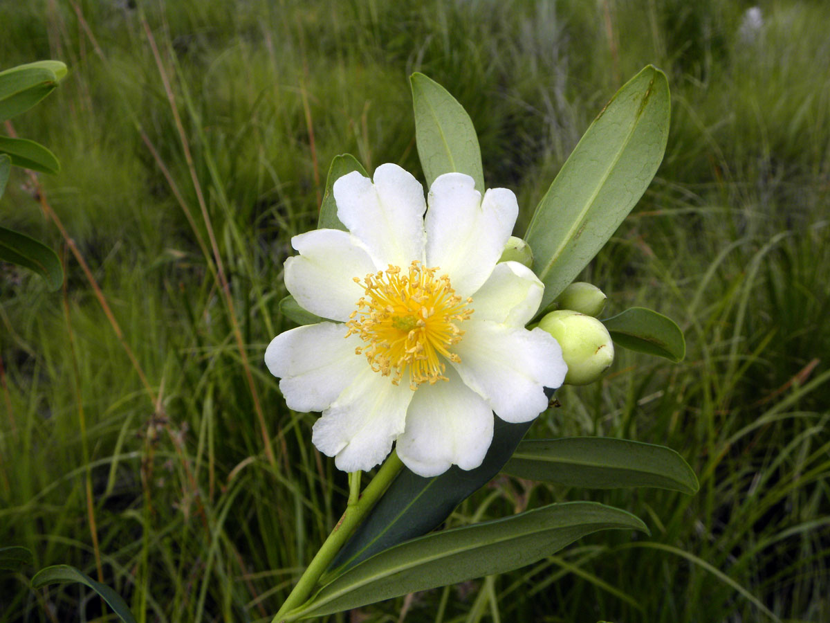 Theaceae Laplacea fruticosa