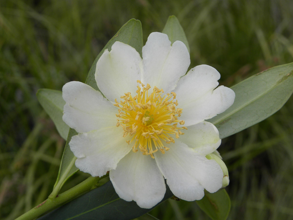 Theaceae Laplacea fruticosa