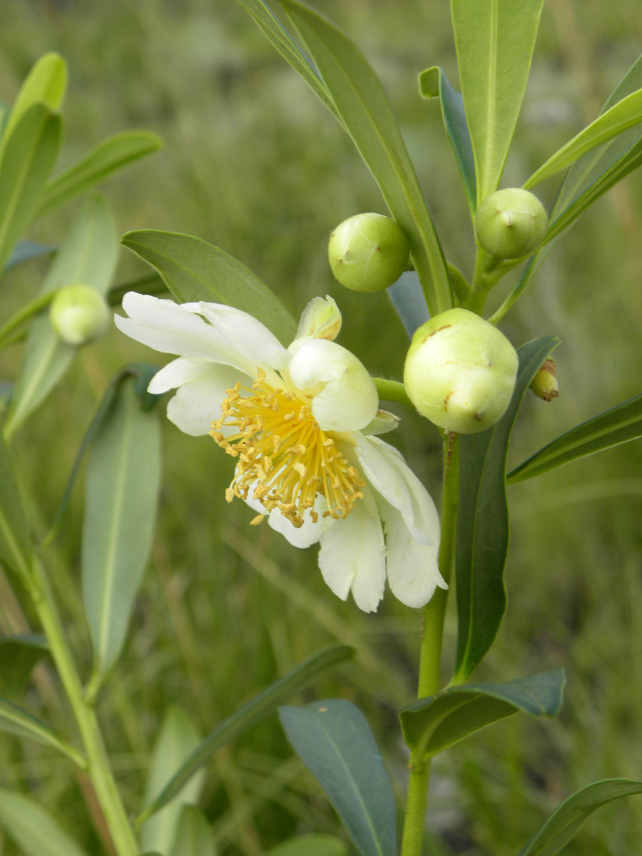 Theaceae Laplacea fruticosa