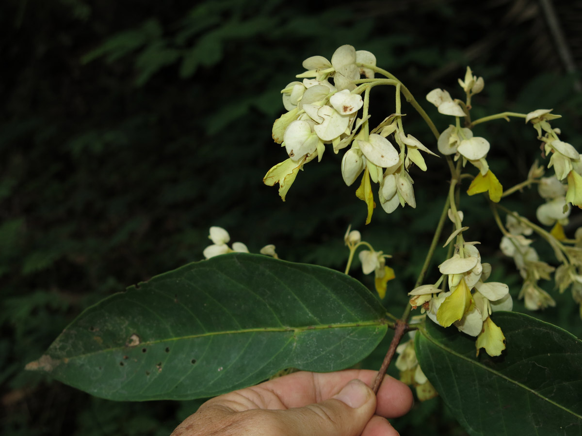 Vochysiaceae Erisma bracteosum