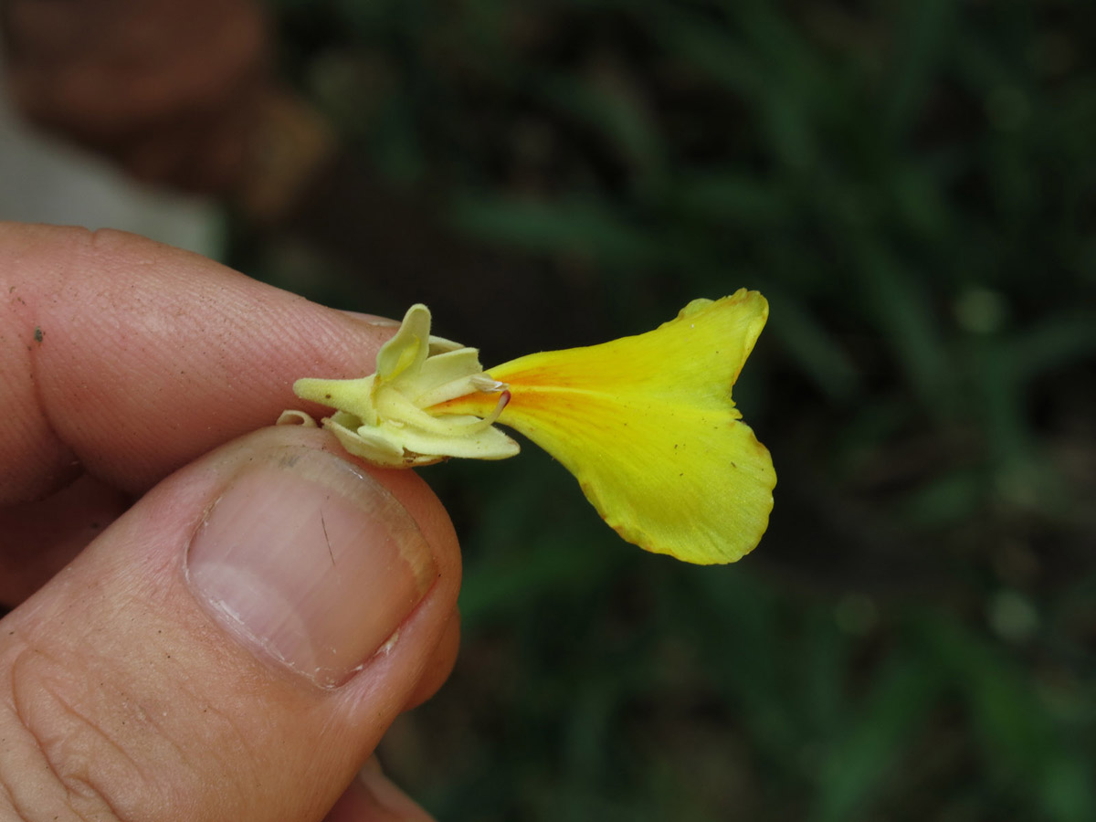 Vochysiaceae Erisma bracteosum