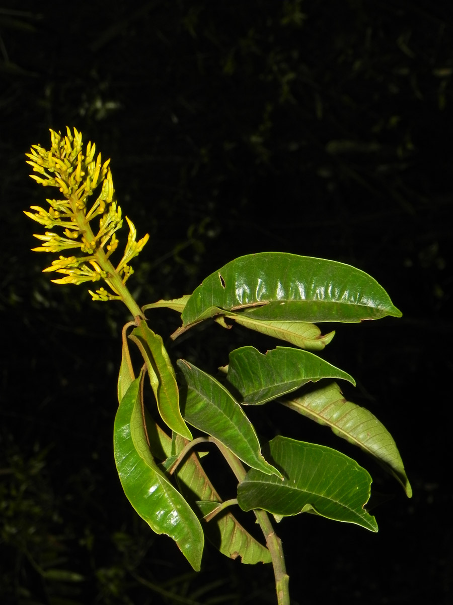 Vochysiaceae Vochysia schwackeana