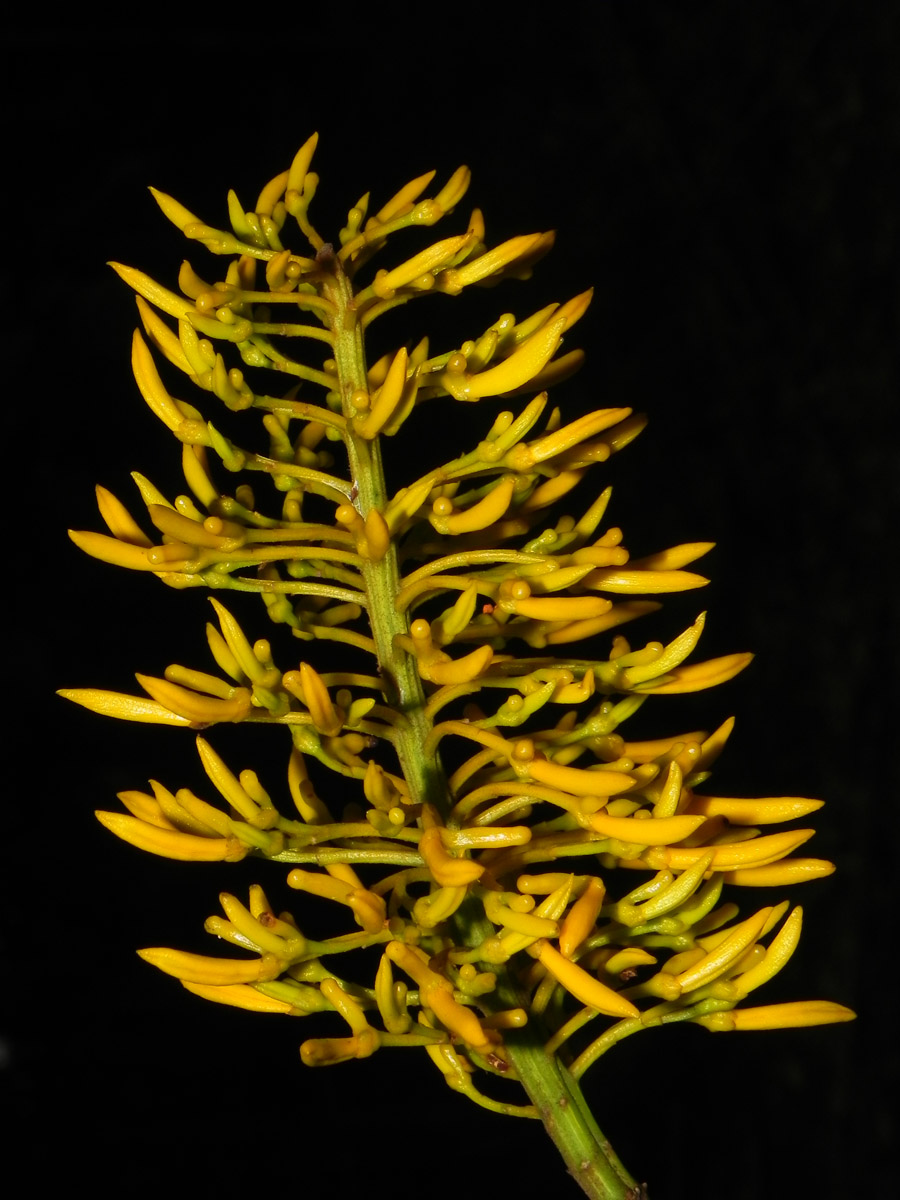 Vochysiaceae Vochysia schwackeana