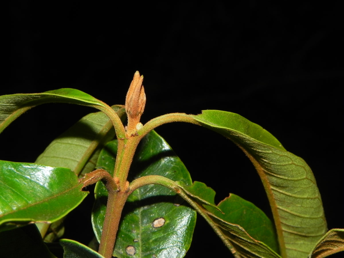 Vochysiaceae Vochysia schwackeana