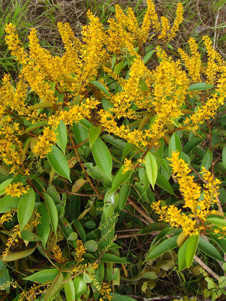 Vochysiaceae Vochysia ferruginea