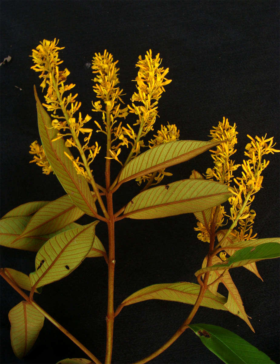 Vochysiaceae Vochysia ferruginea