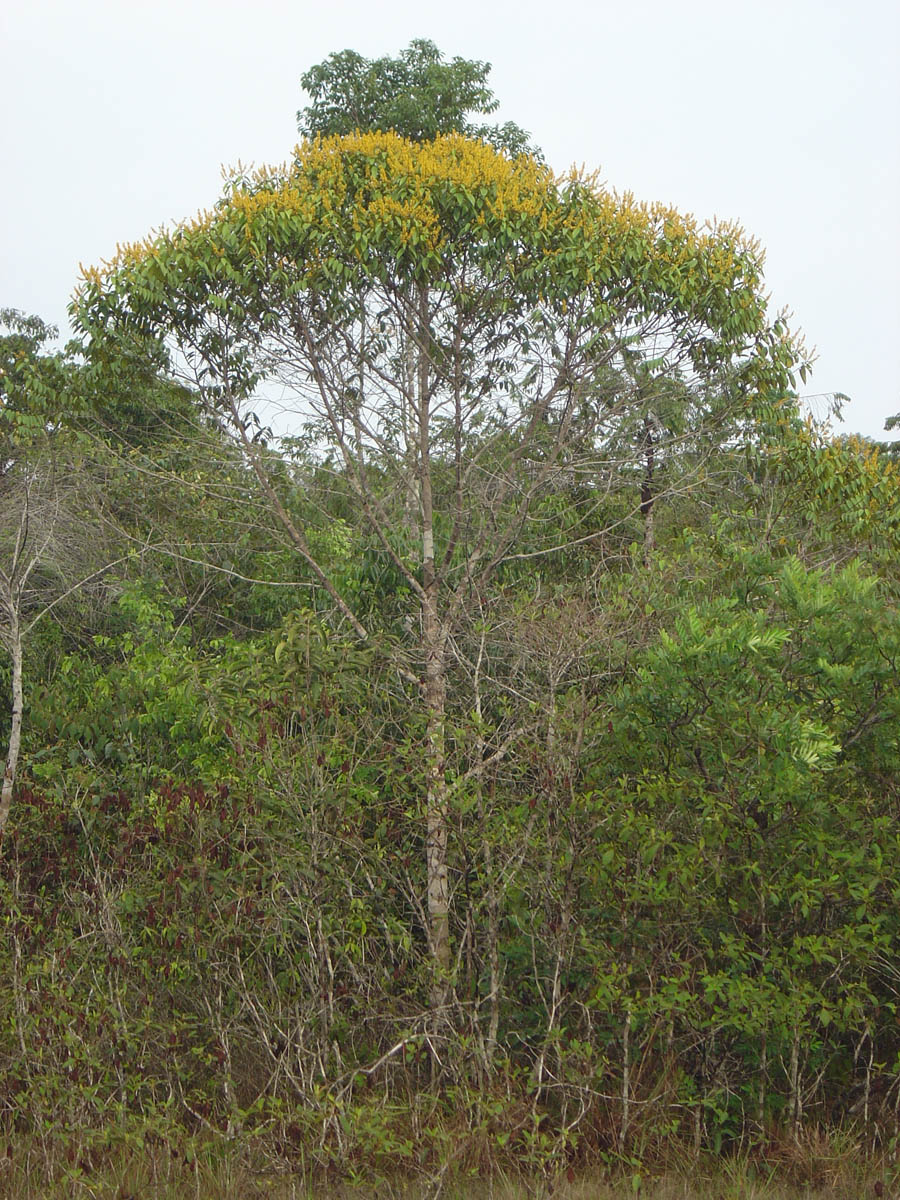 Vochysiaceae Vochysia ferruginea