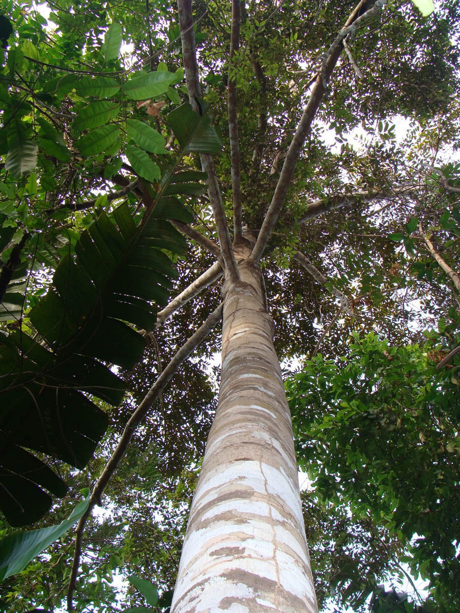 Vochysiaceae Vochysia ferruginea