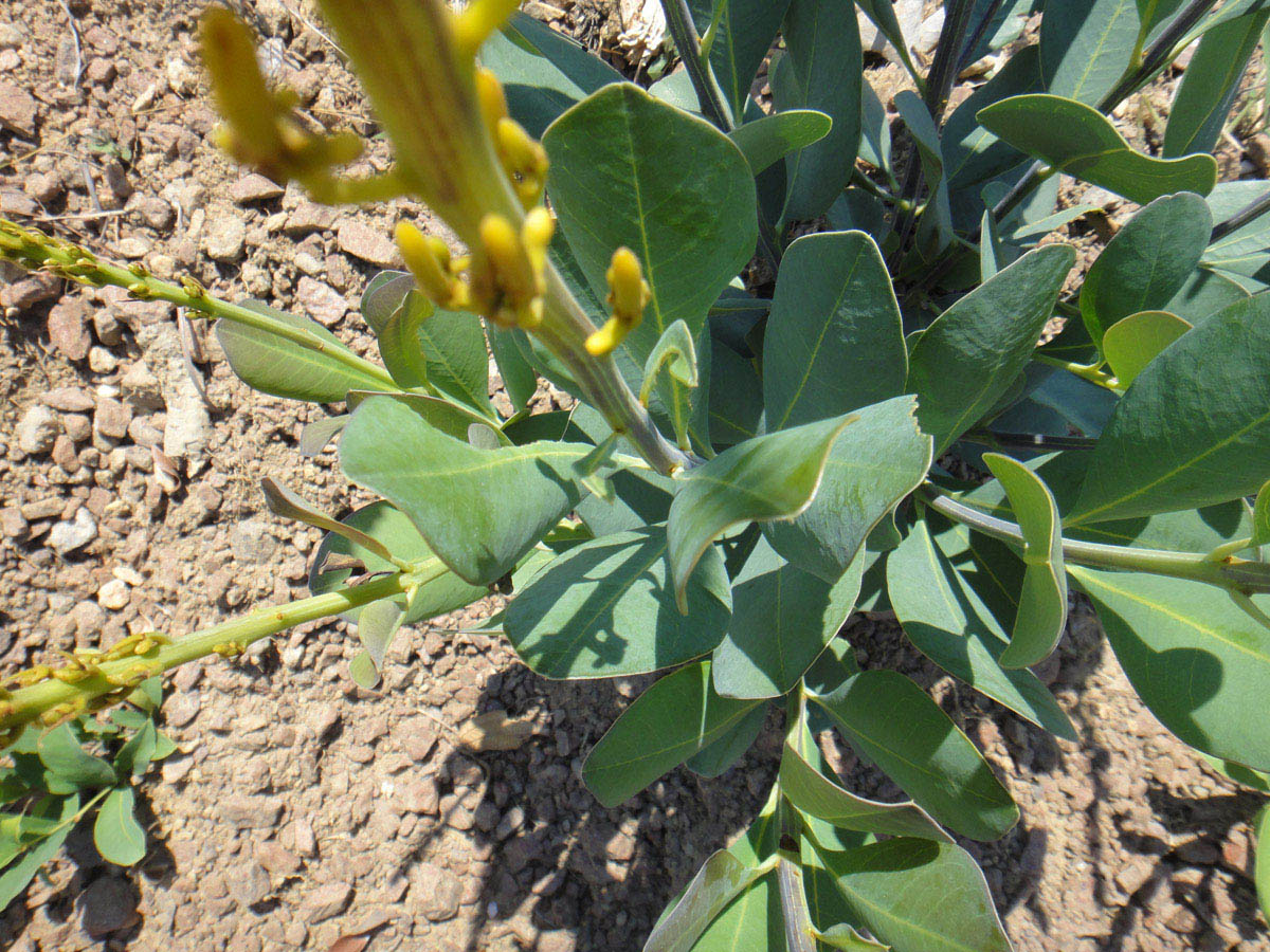 Vochysiaceae Vochysia pumila