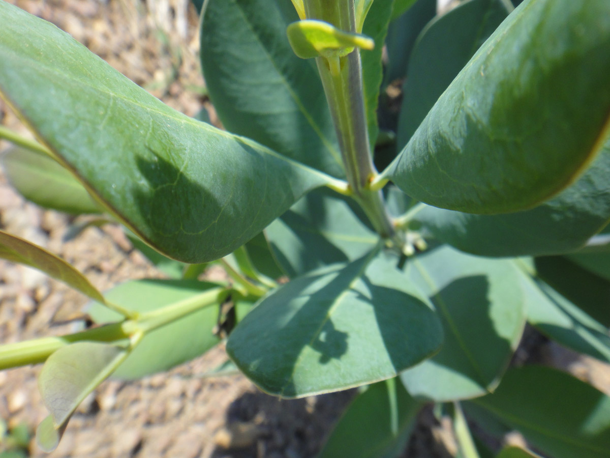Vochysiaceae Vochysia pumila