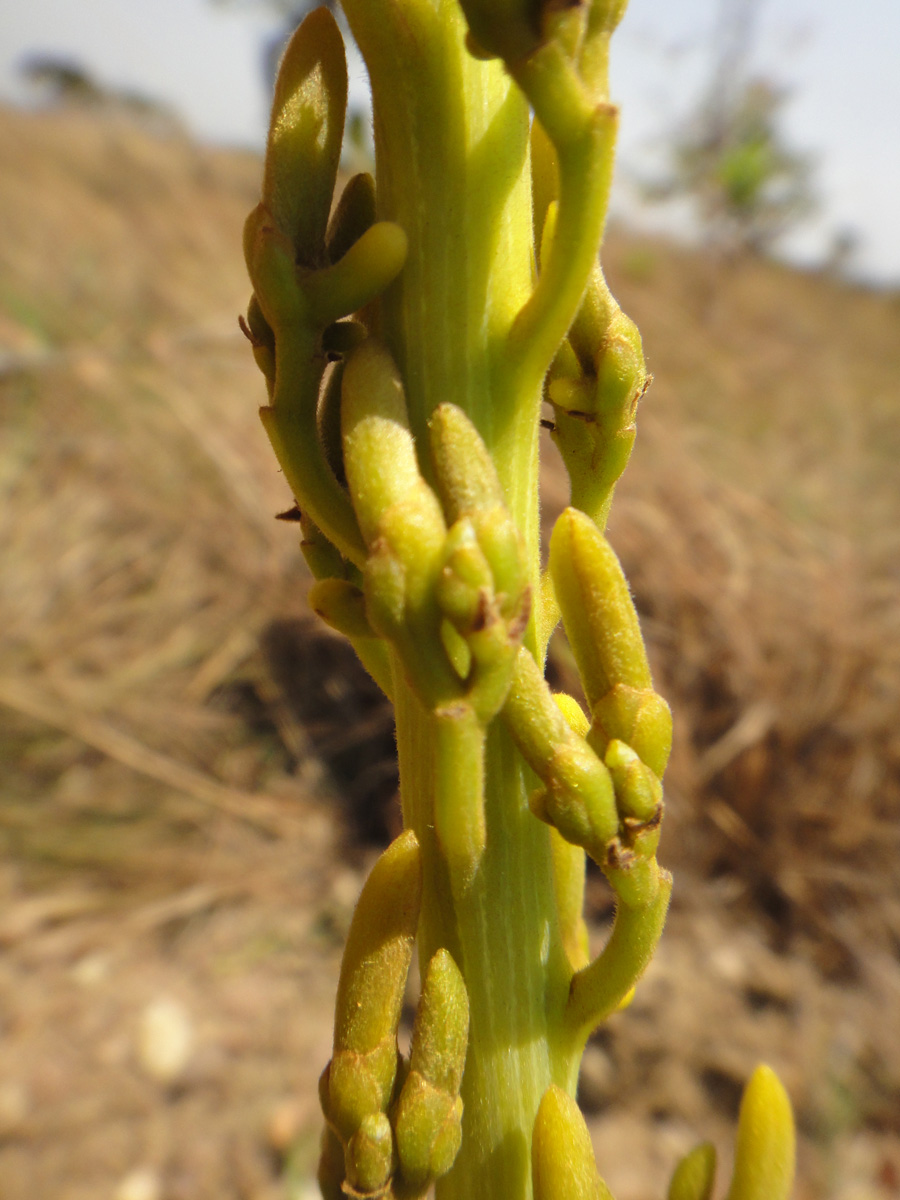 Vochysiaceae Vochysia pumila