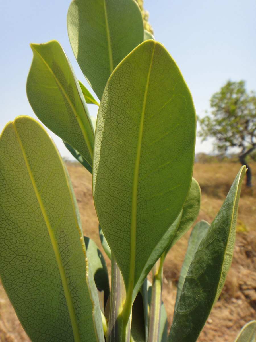 Vochysiaceae Vochysia pumila