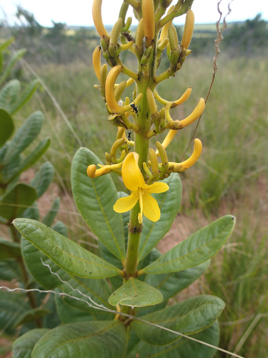 Vochysiaceae Vochysia herbacea