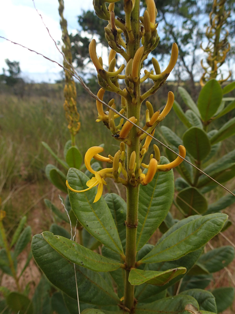 Vochysiaceae Vochysia herbacea