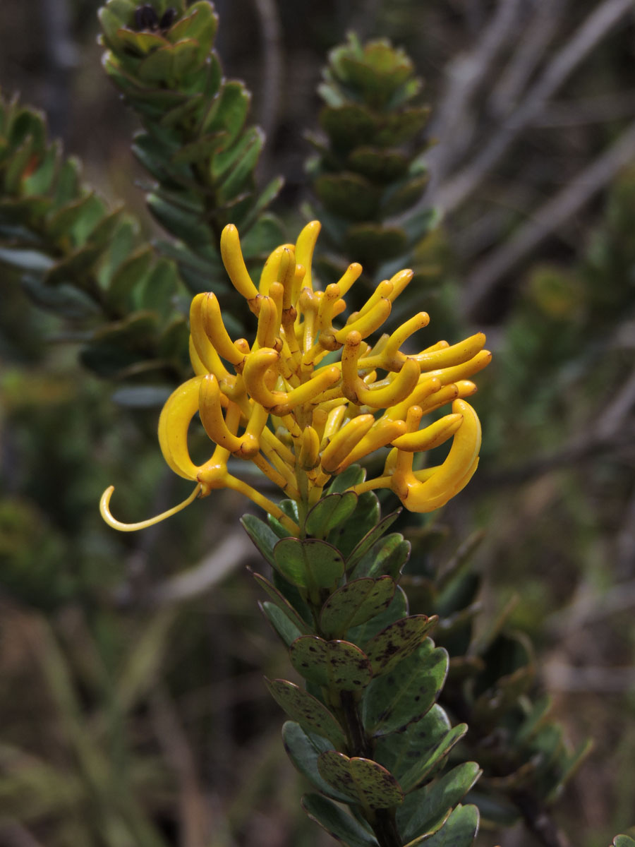 Vochysiaceae Vochysia microphylla