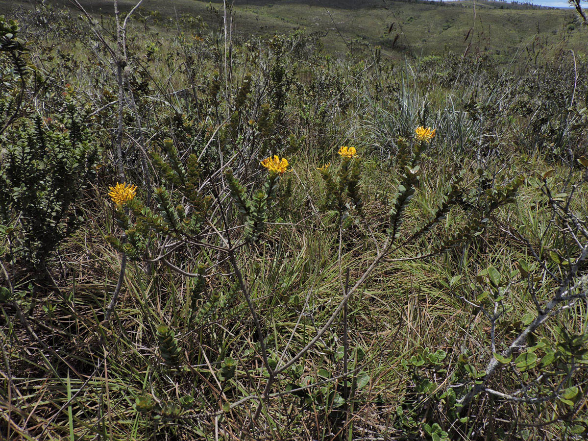 Vochysiaceae Vochysia microphylla