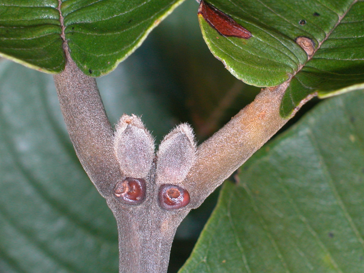 Vochysiaceae Qualea grandiflora