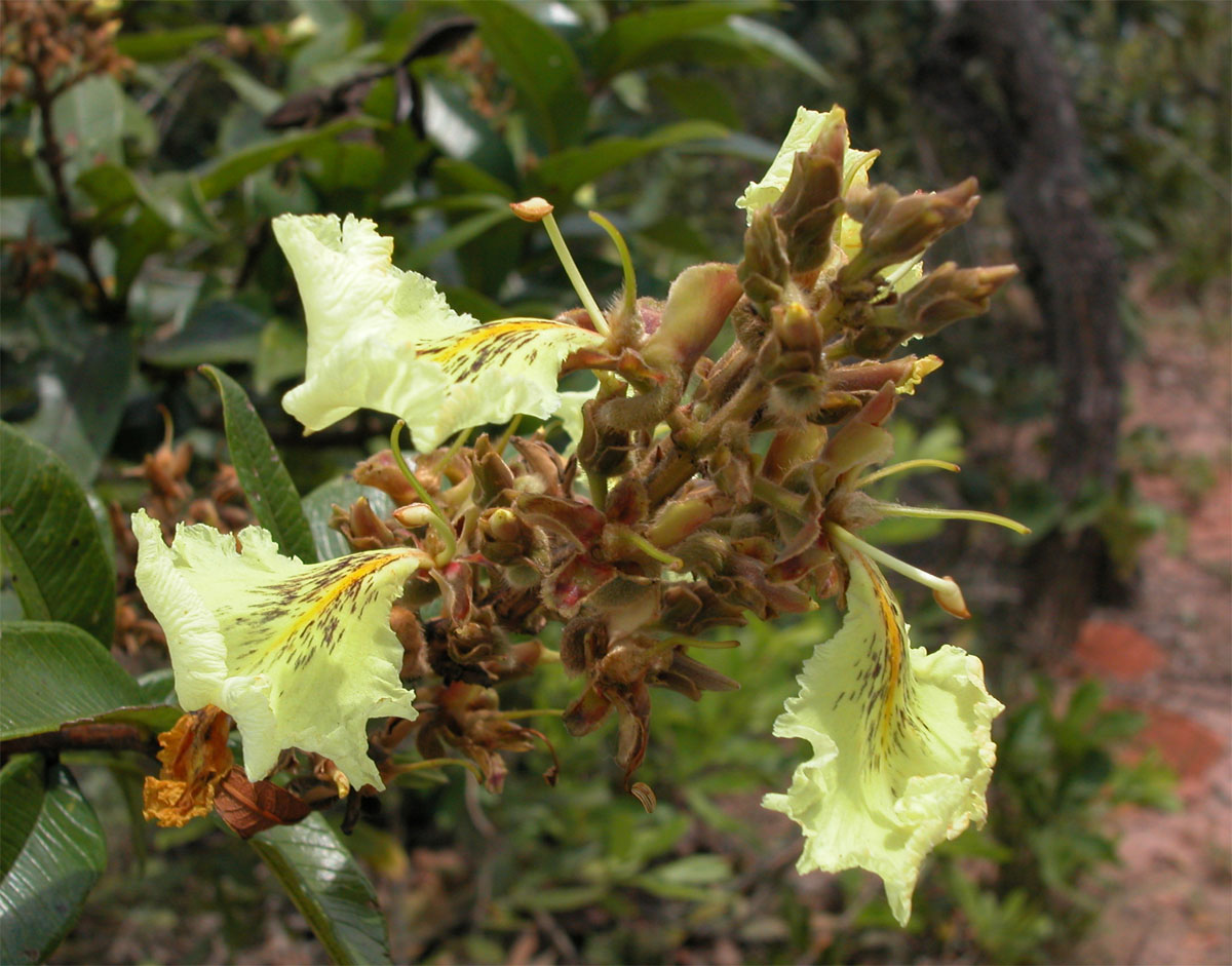 Vochysiaceae Qualea multiflora