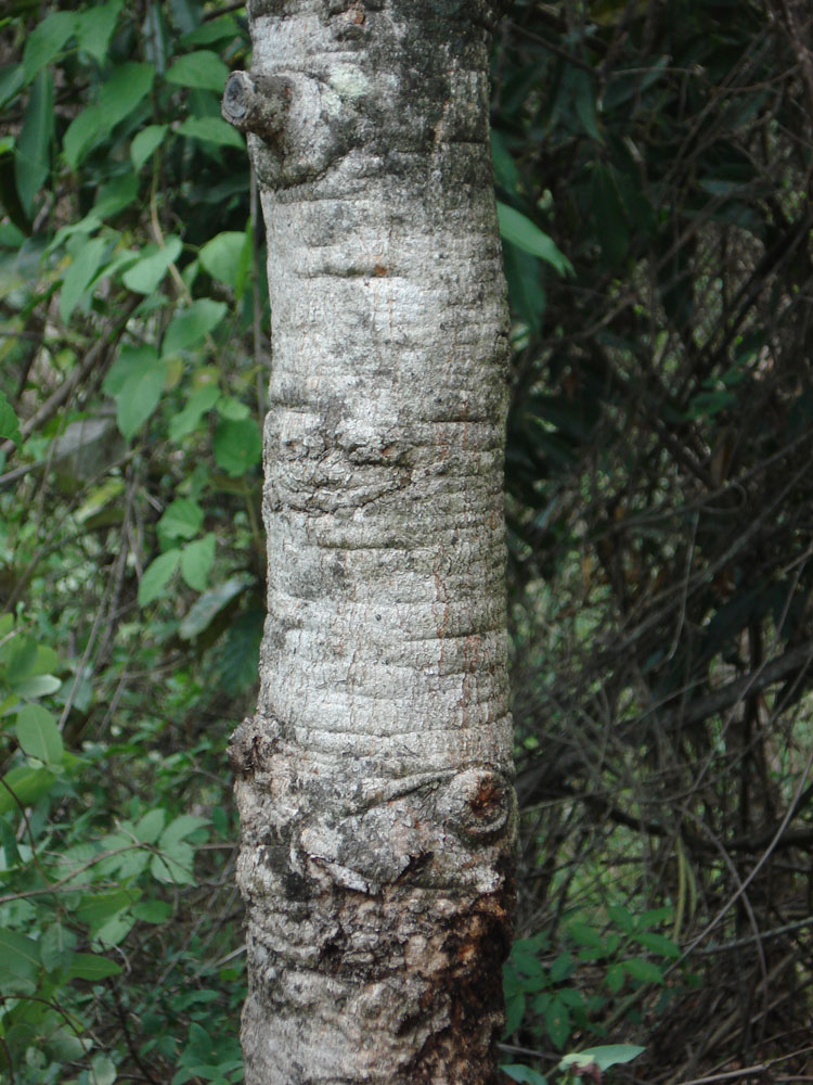Vochysiaceae Qualea multiflora
