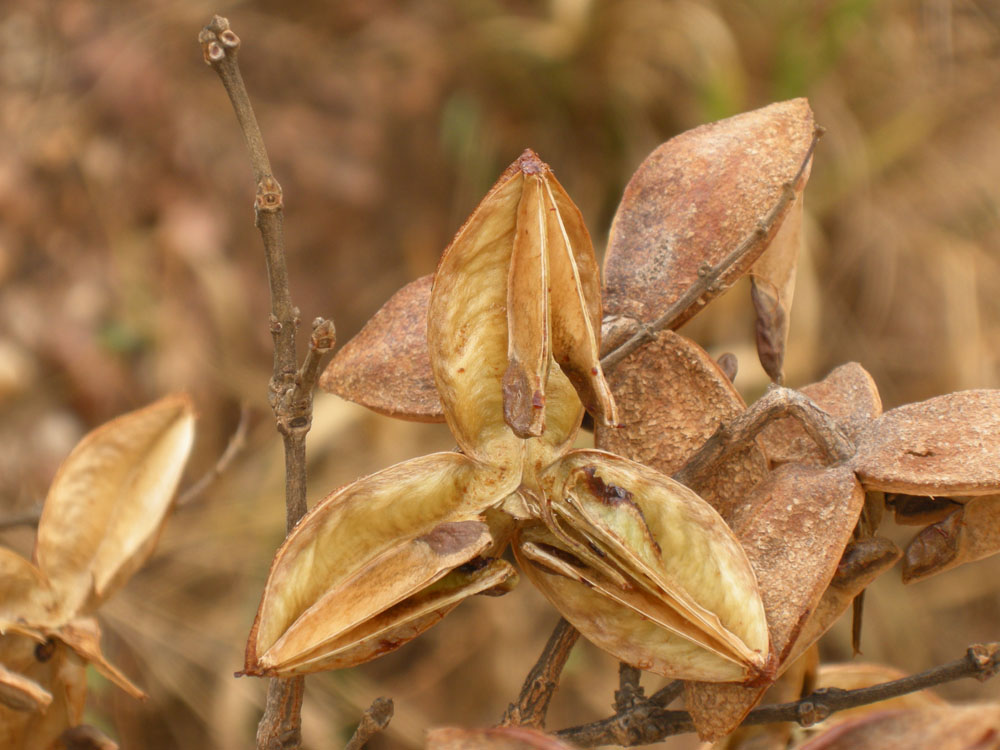 Vochysiaceae Qualea parviflora